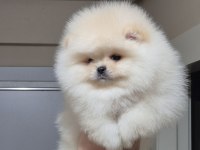 ÜST KALİTE ORİJİNAL IRK AYICIK YÜZ POMERANİAN BOO