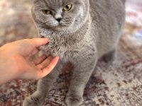 British shorthair kedimiz kısır değil