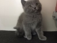 Irk Ve Sağlık Garantili British Shorthair