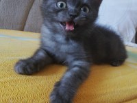2 aylık British longhair