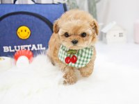 ÇANAKKALENİN GÖZDE MALTİPOO BEBEKLERİ