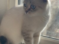 Selam ben scottish fold bihter