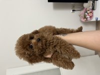 Orijinal teacup Poodle