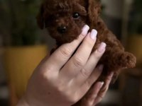 Podyum güzeli poodle