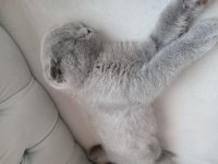 British shorthair kedimize acil yeni yuva arıyoruz