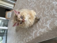 British Longhair NY25 erkek yavrumuza yuva arıyoruz.