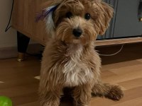 Maltipoo 7 aylık