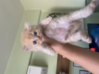 5 ADET BRİTİSH 55 GÜNLÜK
