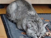 Afacan british shorthair kediler