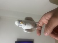 FULL EVCİL KONUŞAN MUHABBET KUŞUMUZ PAŞA