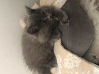 Eşyalarıyla aşılı british longhair