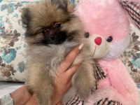 Pomeranian boo ile spitz kırma yavrular 2,5 aylık