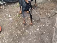 Doberman Yavrularımız Hazır
