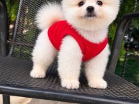 Orjinal Pomeranian Boo