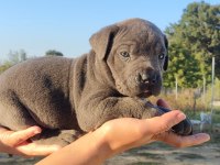 A şecereli şampiyon kan hattı cane corso