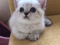 1 yetişkin 2 yavru scottish fold