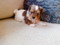 Petmode köpek çiftliğinden tea cup morkie yavrular