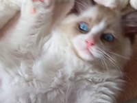 Safkan Ragdoll Son Yavru Kedimiz