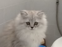 Oyuncu, sevimli kedimize sıcacık bir yuva arıyoruz