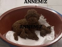 Orjinal Kore Anne Babadan Safkan KORE BEBEKLER