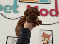 Wc eğitimli aşılı pasaportlu toy poodle yavrular