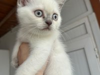 2 Aylık Safkan British Shorthair Yavrular
