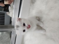 Acil izmir içi scottish fold
