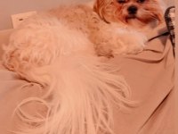 Nadir karamel renk shih tzu kızımız