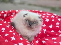 Irk ve sağlık garantili british shorthair