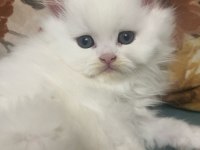 British longhair kedisi