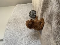DİŞİ TOY POODLE