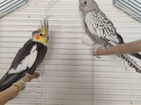 Yeni eşleme sultan papağanı