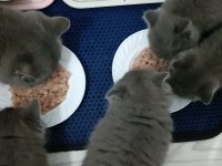 British shorthair 2 dişi ve 1 erkek yavru