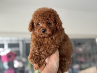 Petmode köpek çiftliğinden tea cup kore poodle