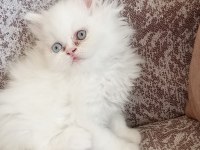 Güzel bir dişi bebek chinchilla