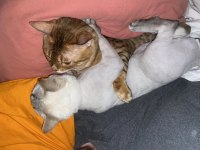 SAF GOLD BENGAL KEDİSİ