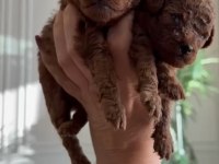 Irk garantili poodle bebekler