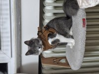 YAVRU KEDİLERİMİ ÜCRETSİZ SAHİPLENDİRİYORUM