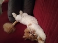 1 yaşındaki tatlı exotic shorthair kedisi