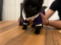 TÜRKİYEDE ESI BENZERI OLMAYAN MİNYATÜR POMERANİAN!