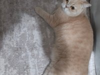 ERKEK KEDİMİZ