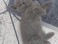 British shorthair ve scottish fold yavru köpeklerimiz