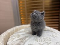Britsh shorthair kedisi