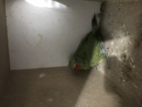 Garantili Pakistan Papağanı Takım