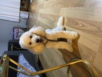 Orjinal toy poodle safkan şecereli
