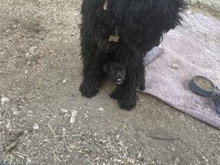 Siyah genç erkek köpeğimiz