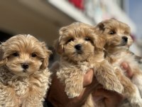 Wc Eğitimli Poodle Ayarında Maltipoolar