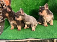 A kalite french bulldog erkek bebekler