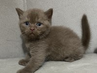 Cinnamon british shorthair