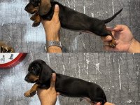 Dachshund Sosis Yavrular